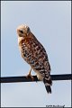 _0SB9231 red-shouldered hawk